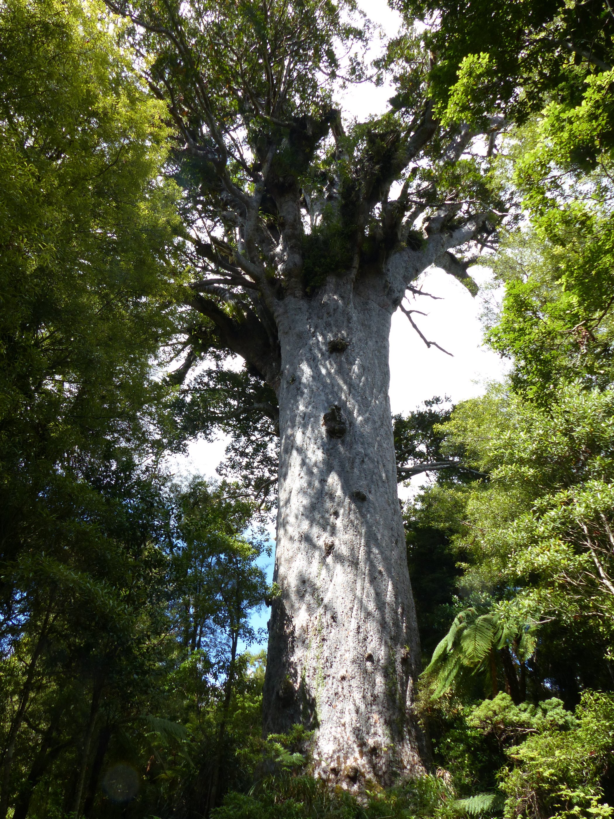 Kauri-boom in Waipoua Forest, Noordeialnd, Ø 14 meter, hoogte meer dan 50 meter, met epifyten in de kruin. Voor het vellen van de boom werd een ceremonie uitgevoerd voor de bosgod Tāne Mahuta en voor Rata, de mythologische voorganger van de kanobouwers in de hele Polynesische wereld.