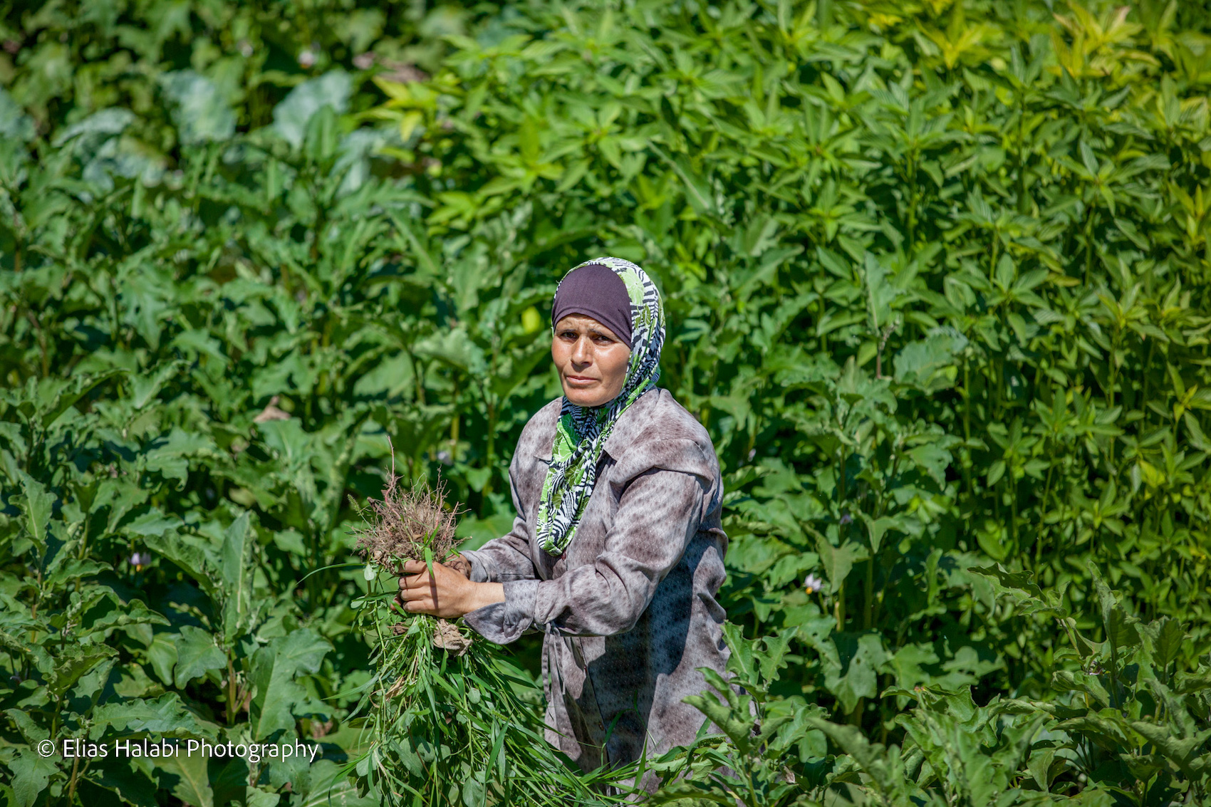 Elias Halabi