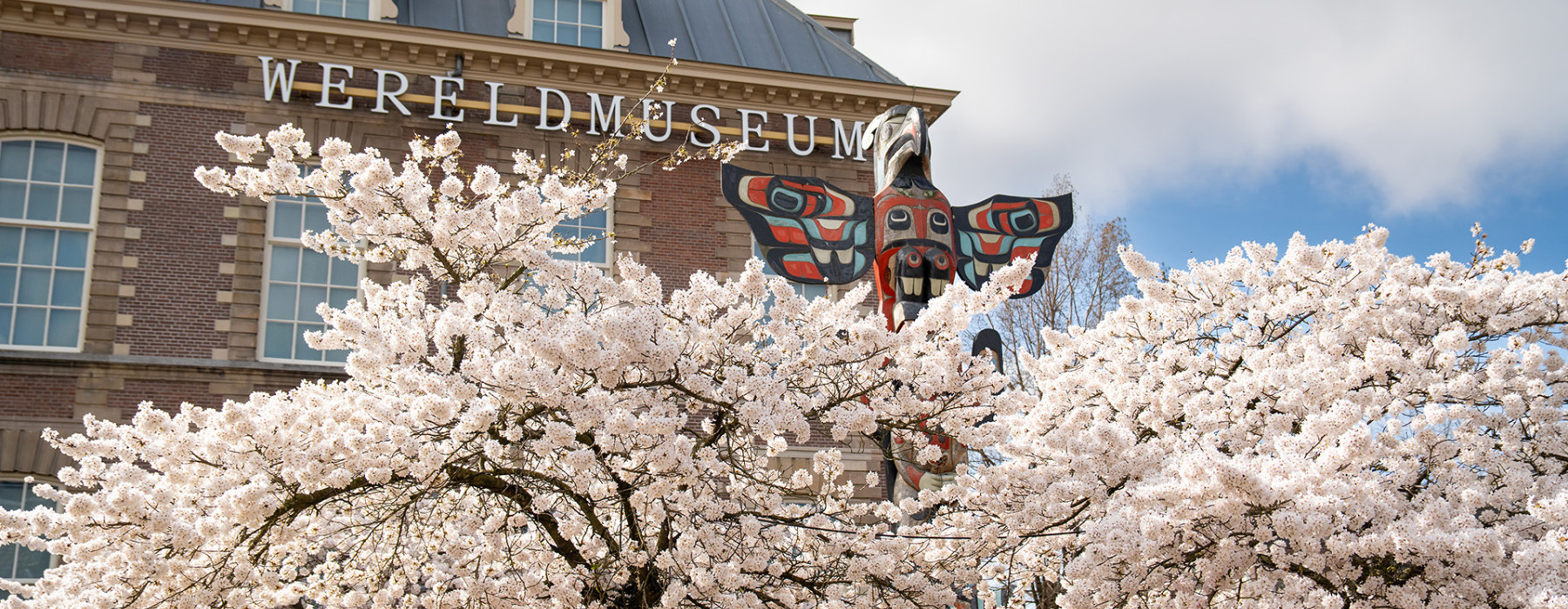 Hanami kersenbloesem boom