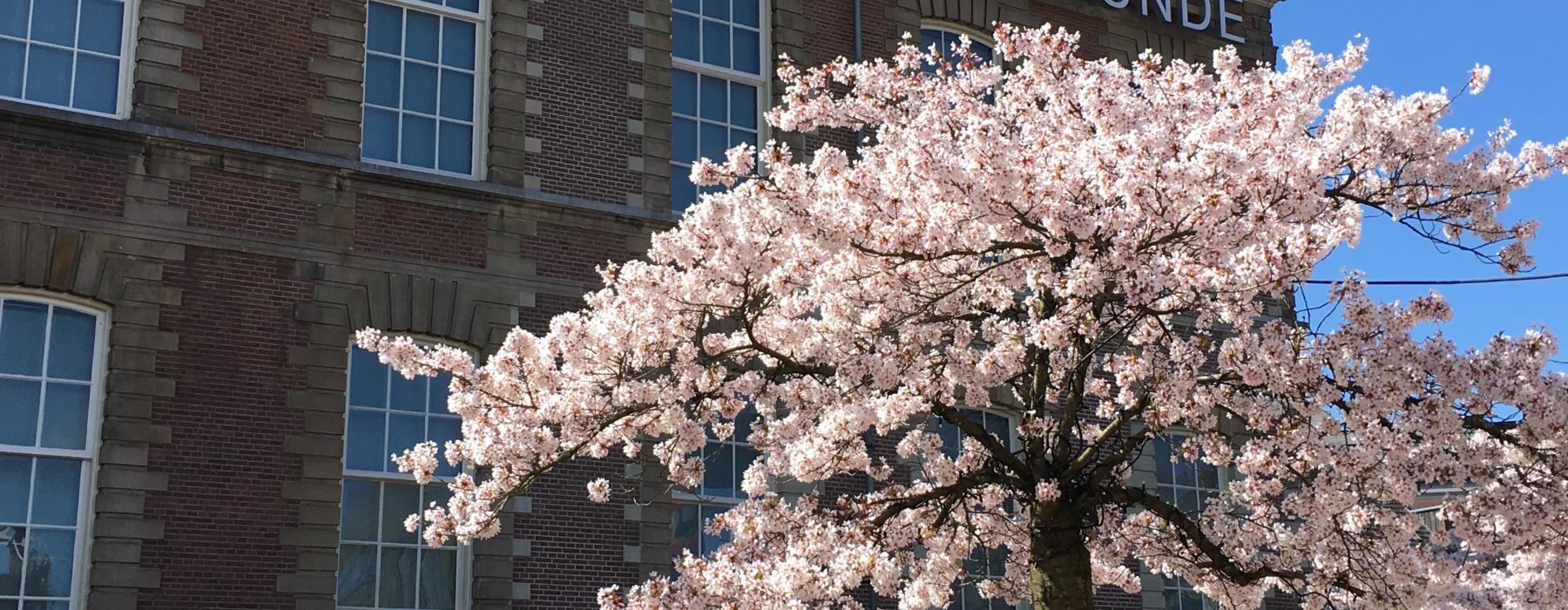 sakura_voor_het_museum