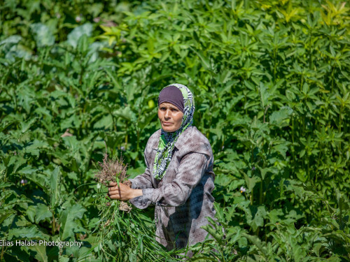 Header afbeelding. Fotograaf: Elias Halabi