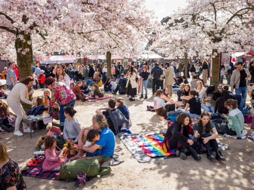 Hanami 2025