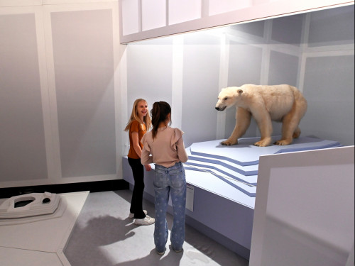 dierenacademie-ijsbeer