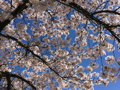 sakura